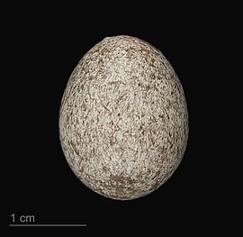 яйцо Anthus pratensis — Тулузский музеум