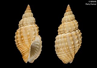 <i>Antillophos candeanus</i> Species of gastropod