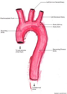 Aorta Heart Branches