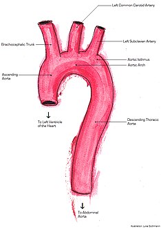 Anatomy of the thoracic aorta
