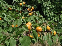 Apricot tree05.jpg
