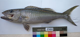 Green jobfish species of fish