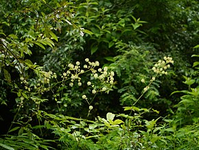 Beschrijving van Aralia cachemirica (7864752360) .jpg-afbeelding.