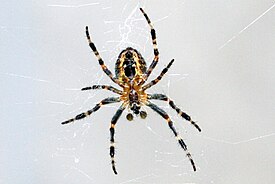 Самка Araneus cavaticus на паутине