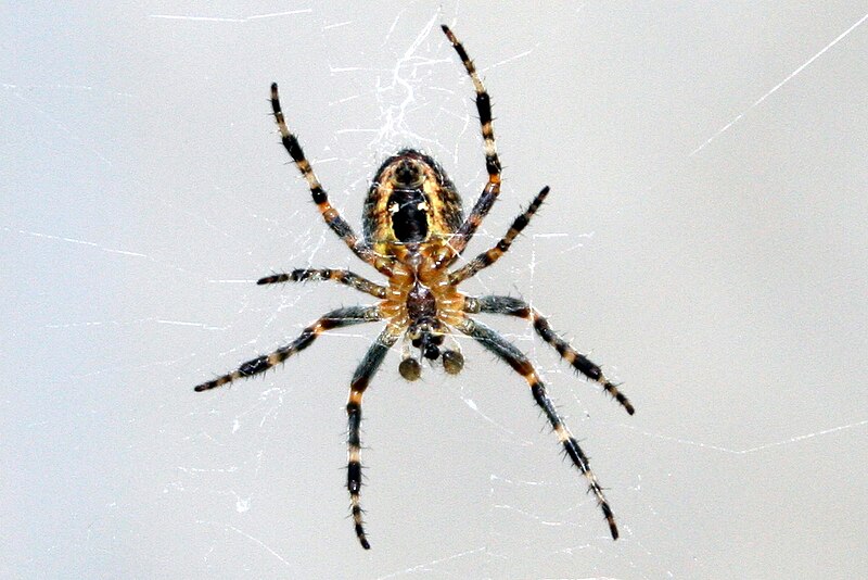 Spider silk - Wikipedia