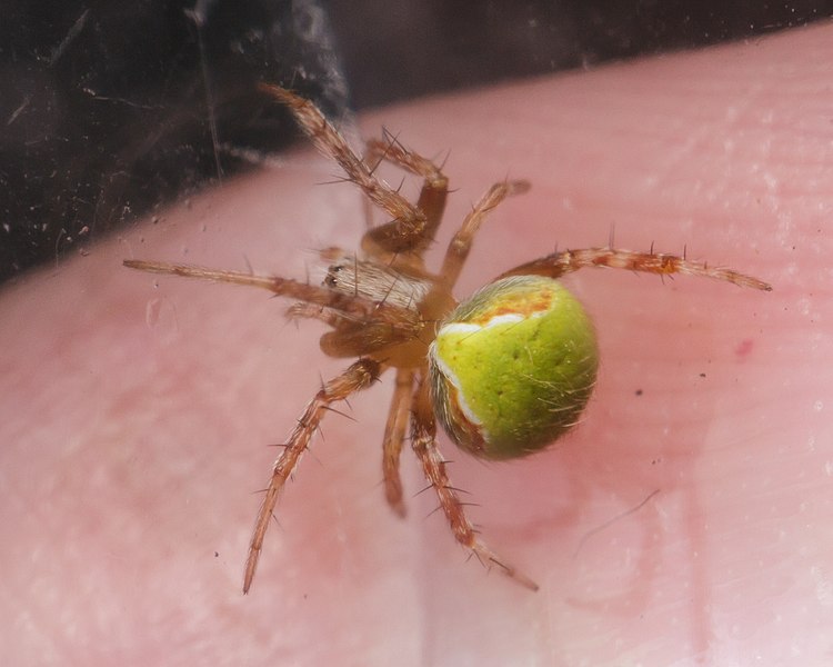 File:Araneus detrimentosus 10540380.jpg