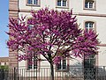 * Nomination Flowering tree in Colmar (Haut-Rhin, France). --Gzen92 06:40, 3 May 2022 (UTC) * Promotion  Support Good quality. --F. Riedelio 09:47, 11 May 2022 (UTC)