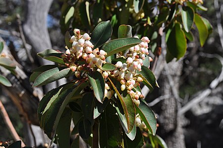 Tập_tin:Arbutus_xalapensis_flowers_1.JPG