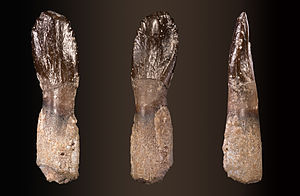 Tooth (different views of the same specimen)