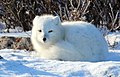 Arctic fox (6375652473).jpg