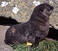 Otarie À Fourrure Subantarctique: Répartition et population, Aspect physique et proportions, Histoire naturelle