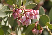 Arctostaphylos glauca