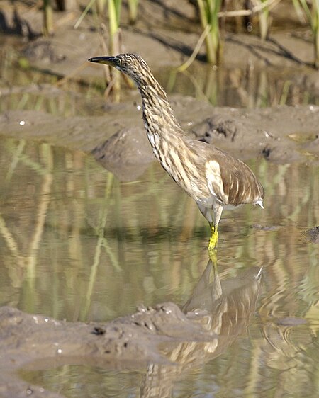 ไฟล์:Ardeola grayii - Gujarat - Flickr - Lip Kee.jpg