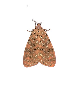 <i>Mangina syringa</i> Species of moth