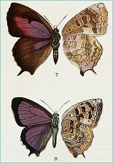 <i>Arhopala singla</i> Species of butterfly