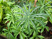 Arisaema consanguineum - Flickr - peganum.jpg