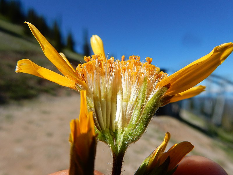 File:Arnica rydbergii - Rydberg's arnica - Flickr - Matt Lavin.jpg