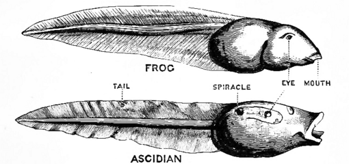 オタマジャクシ（上）と尾索動物の幼生（下）の比較