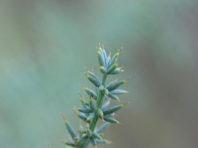 File:Asparagus acutifolius hojas.jpg