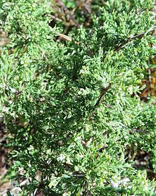 Asparagus capensis - Cape Town.jpg