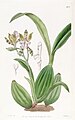 Aspasia variegata plate 1907 in: Edwards's Bot. Register (Orchidaceae), vol. 22, (1836)