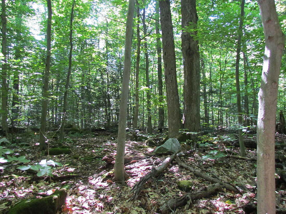 Réserve écologique du Boisé-des-Muir