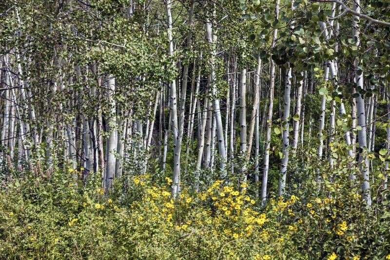 File:Aspen trees along the high dirt road leading to Crested Butte, Colorado, from the distant Crystal River Valley LCCN2015633793.tif