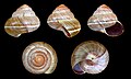 * Nomination Shell of an Indonesian land snail, Asperitas trochus sparsa --Llez 07:41, 7 May 2011 (UTC) * Promotion Good quality. --Mbdortmund 09:52, 7 May 2011 (UTC)