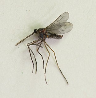 <i>Asphondylia solidaginis</i> Species of fly