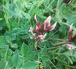 Astragalus berytheus in Nahal Tut.jpg