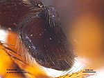 Austracantha minax (male palp).jpg