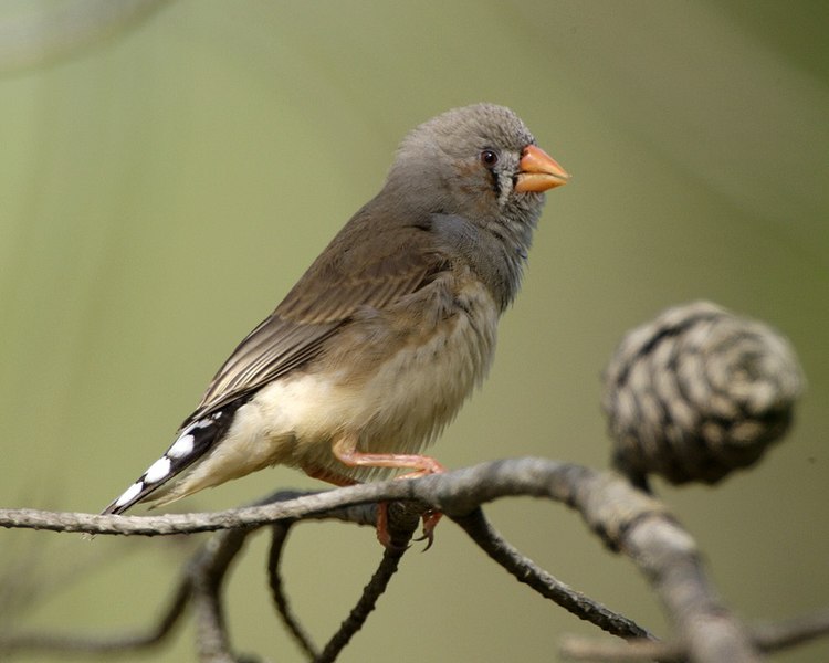 File:Australian zebra finch - Chestnut-eared Finch (Taeniopygia castanotis) - Flickr - Lip Kee (2).jpg