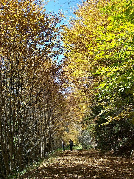 File:Autumn Stroll - panoramio.jpg