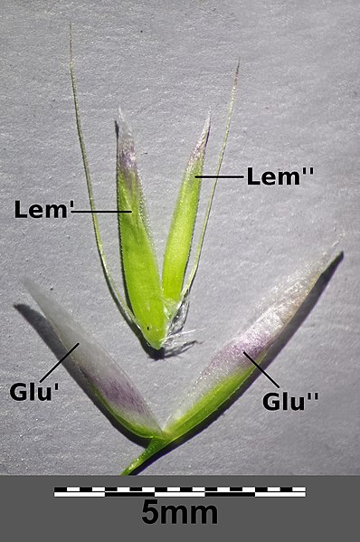 File:Avenella flexuosa subsp. flexuosa sl17.jpg