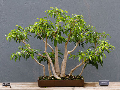 Ficus benjamina, style forrest