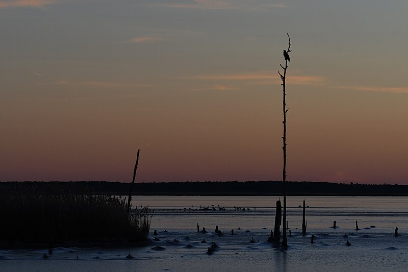 File:Bald eagle blackwater nwr 12.28.22 DSC 5876.jpg