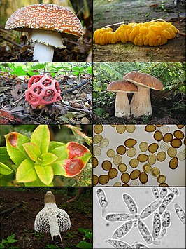 Basidiomyceten: Voortplanting, Taxonomische indeling, Zie ook