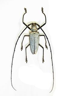 <i>Batocera una</i> Species of beetle