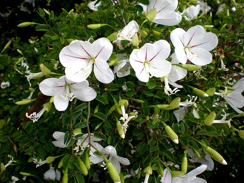 File:Bauhinia natalensis 2c.JPG