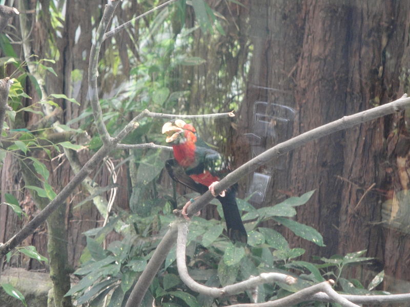 File:Bearded Barbet at Amazon World Zoo.JPG