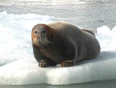Bearded seal on ice, Svalbard