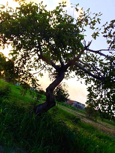 File:Beautiful Tree in Jigawa.jpg