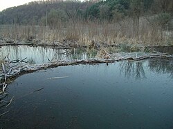 Beaver Dam on Weister Creek, WI.jpg
