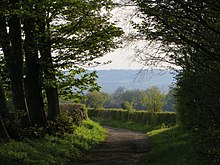 Sarsgrove Wood, which forms part of the family estate, 2012