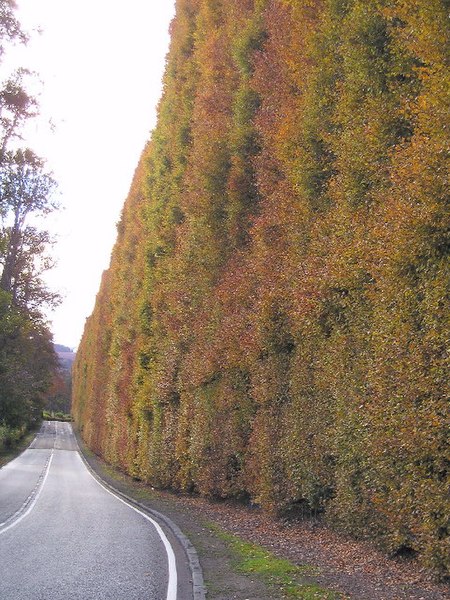 File:Beech Hedge. - geograph.org.uk - 74171.jpg