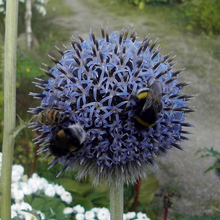 Bees pollinating Bees and Flowers 07.png