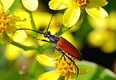 Stictoleptura rubra (Cerambycidae)