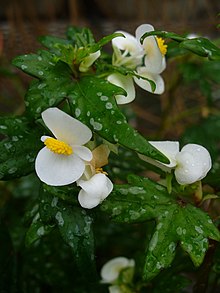 Begonia dregei (Scott Zona) 001.jpg