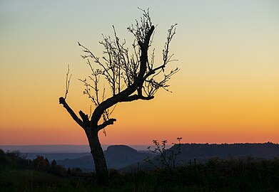 Dying tree at dusk