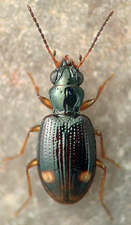 <i>Bembidion frontale</i> Species of beetle